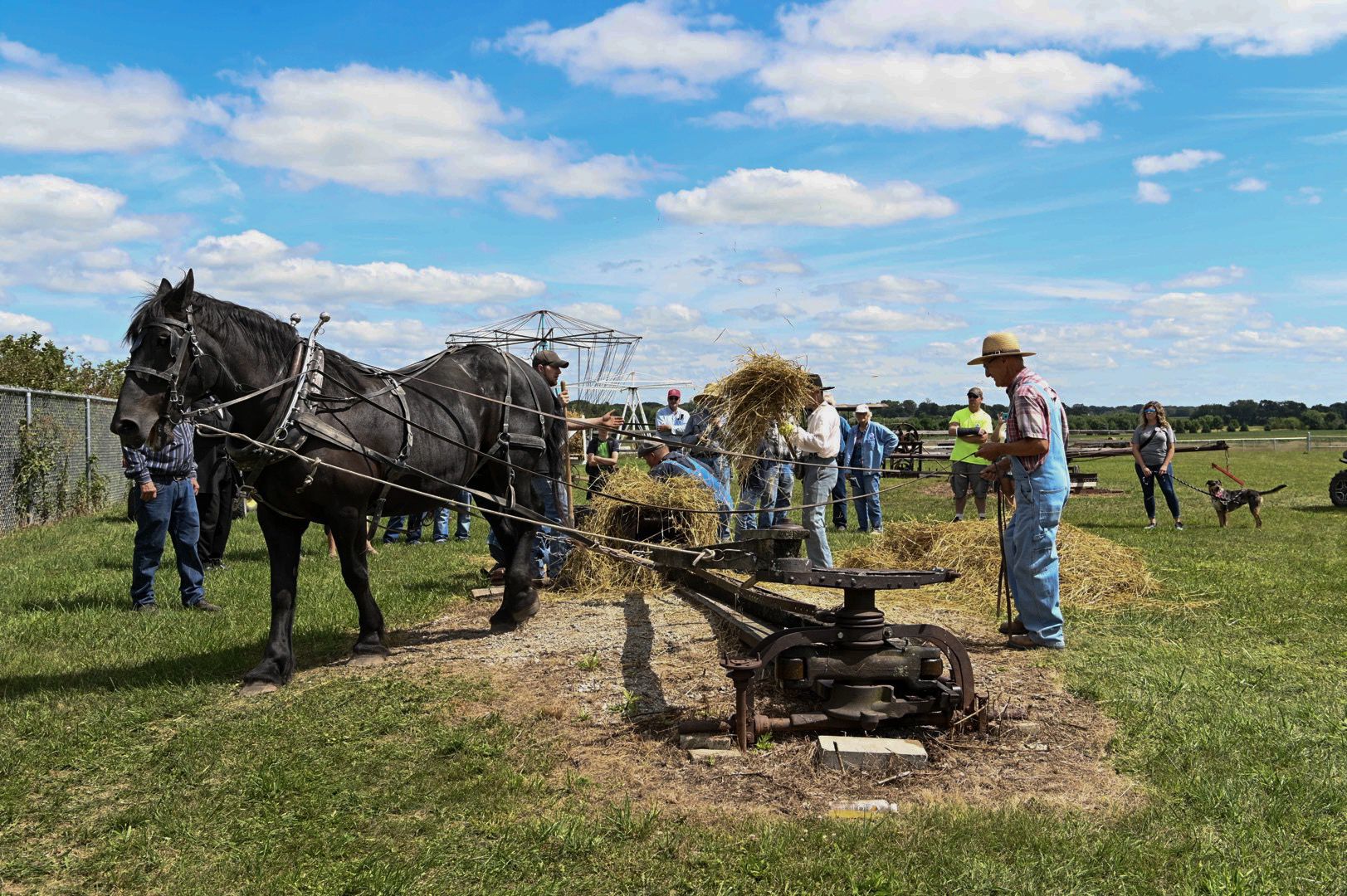 Horse and Mule 16